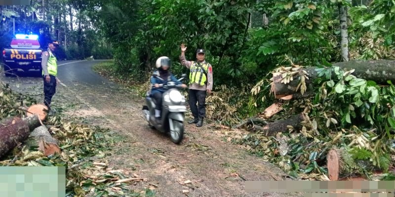 Diguyur Hujan Semalaman, Pohon Durian Tumbang Tutup Jalan Utama Karanganyar–Lebakbarang