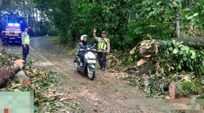 Diguyur Hujan Semalaman, Pohon Durian Tumbang Tutup Jalan Utama Karanganyar–Lebakbarang