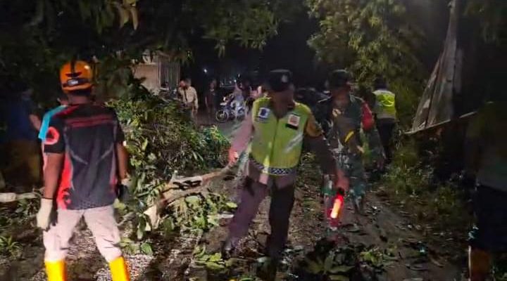 Polres Batang Bersama Koramil, BPBD Evakuasi Pohon Tumbang di Jalan Raya Cepagan