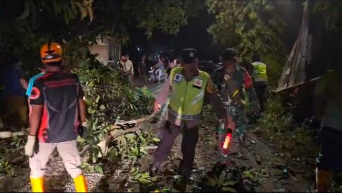Polres Batang Bersama Koramil, BPBD Evakuasi Pohon Tumbang di Jalan Raya Cepagan