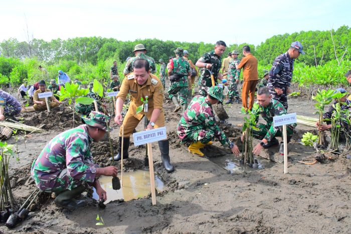 Lawan Abrasi, Pemkab Pekalongan dan Kodim Tanam 1.000 Mangrove di Pesisir Wonokerto