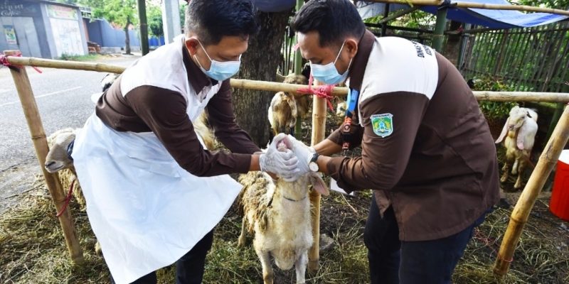 Jelang Hari Raya Idhul Adha DKP3 Perketat Pengawasan Hewan Kurban
