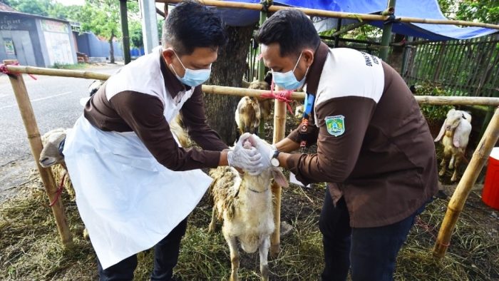 Jelang Hari Raya Idhul Adha DKP3 Perketat Pengawasan Hewan Kurban