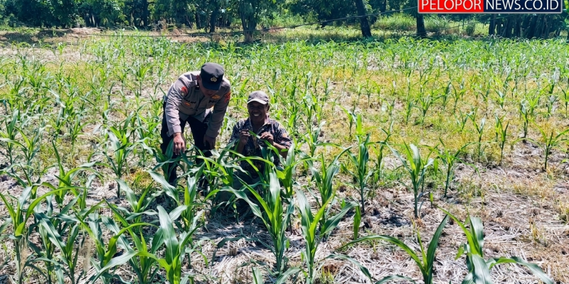 Bhabinkamtibmas Polsek Nongkojajar Tinjau Lahan Jagung P2B, Dukung Asta Cita Ketahanan Pangan