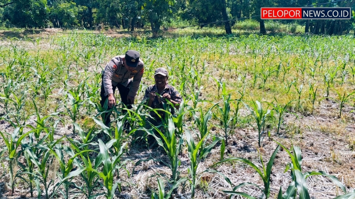 Bhabinkamtibmas Polsek Nongkojajar Tinjau Lahan Jagung P2B, Dukung Asta Cita Ketahanan Pangan
