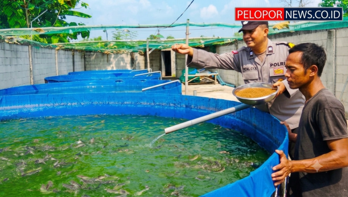 Bhabinkamtibmas Polsek Rembang Pantau Budidaya Lele, Dukung Ketahanan Pangan Nasional