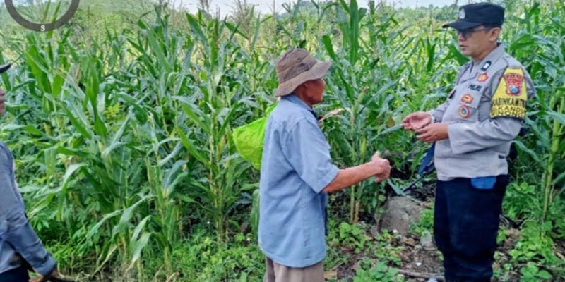 Pantau Lahan Jagung Petani, Polres Pasuruan Kawal Sukses Swasembada Pangan