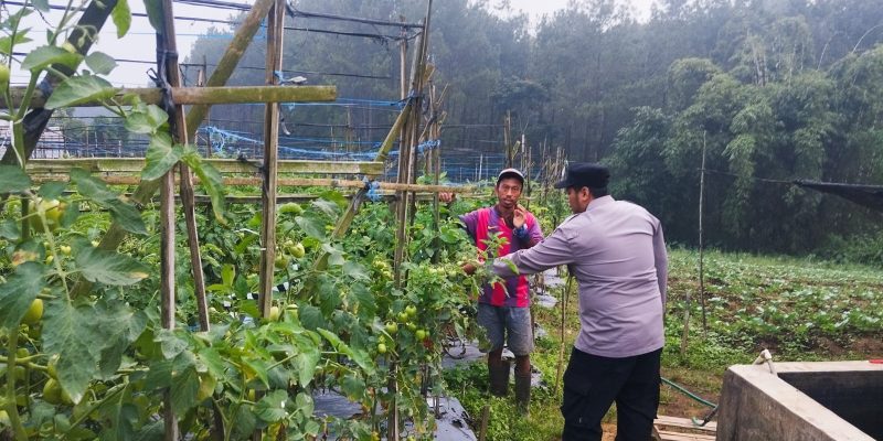 Bhabinkamtibmas Polsek Nongkojajar Pantau Tanaman Tomat di Desa Pungging, Dukung Program P2B Ketahanan Pangan