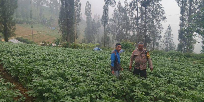 Polsek Tosari Dampingi Warga Kelola Pertanian, Pantau Lahan Kentang di Podokoyo