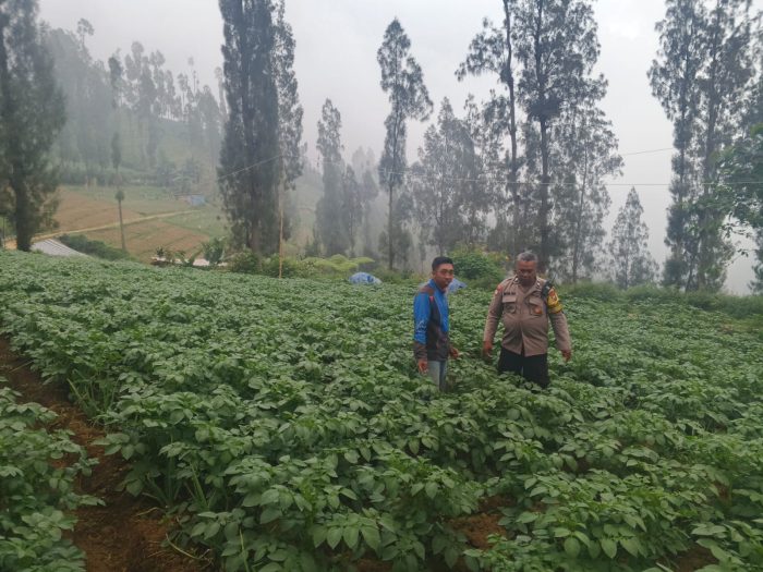 Polsek Tosari Dampingi Warga Kelola Pertanian, Pantau Lahan Kentang di Podokoyo