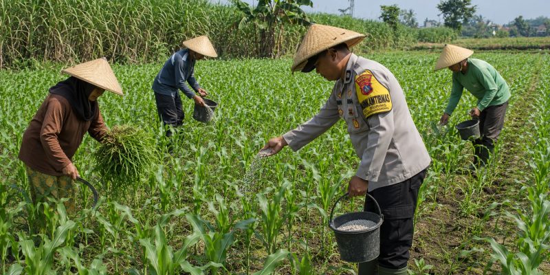 Pak Bhabin Penggerak Ketahanan Pangan, Dampingi Petani Jagung di Wilayah Hukum Polres Pasuruan