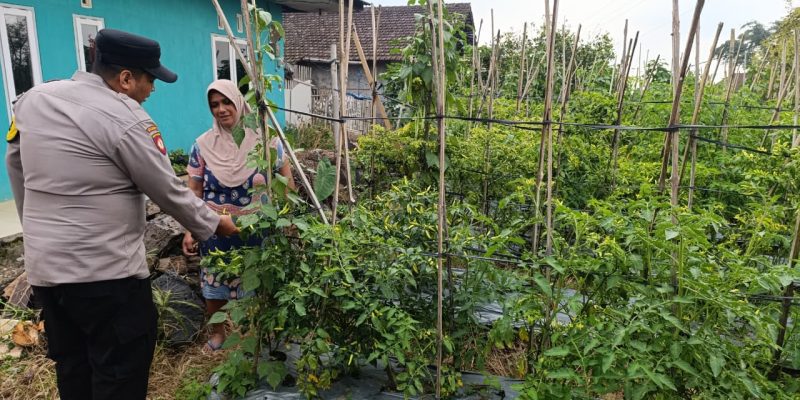 Bhabinkamtibmas Desa Pungging Tinjau Tanaman Cabe Kecil, Dukung Ketahanan Pangan Nasional