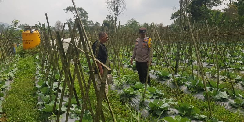 Polisi Turun ke Lahan, Pantau Perkembangan Kubis di Desa Gendro