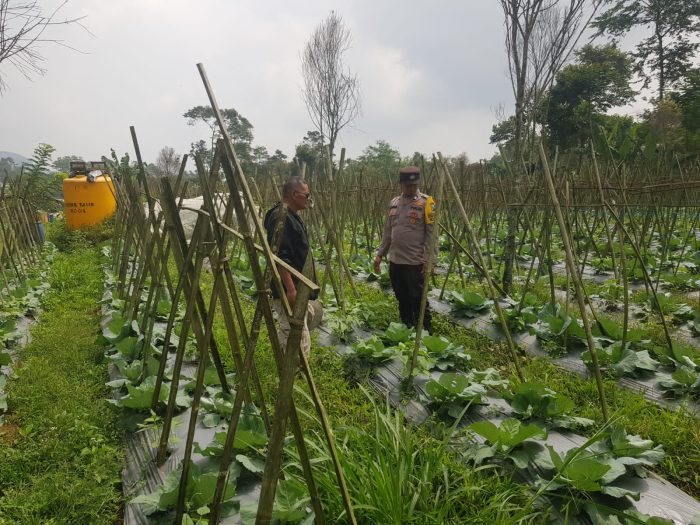 Polisi Turun ke Lahan, Pantau Perkembangan Kubis di Desa Gendro