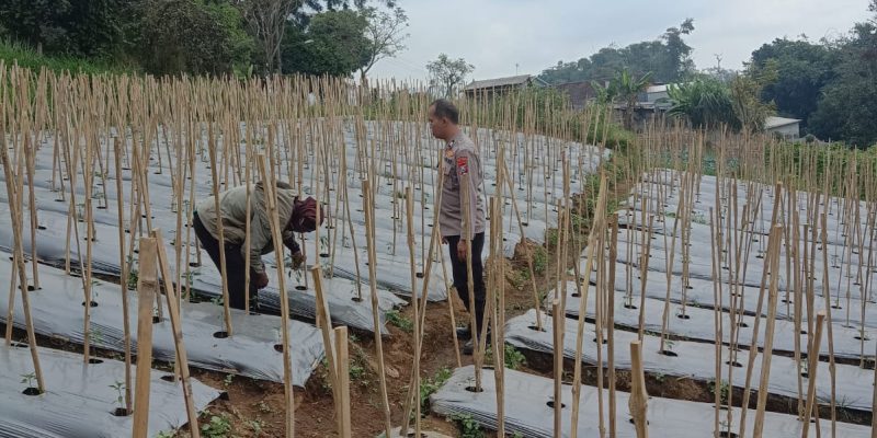 Bhabinkamtibmas Desa Gendro Tinjau Tanaman Cabai, Dukung Program Pekarangan Pangan Bergizi