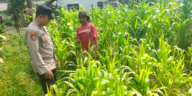 Polisi Turun ke Lahan Jagung, Dampingi Warga Kelola Pertanian