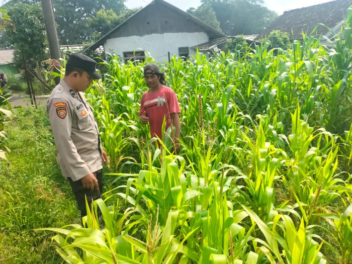 Polisi Turun ke Lahan Jagung, Dampingi Warga Kelola Pertanian