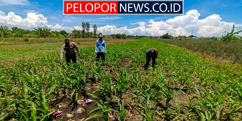 Bukan Sekadar Patroli, Polisi di Bangil Aktif Dampingi Petani Jagung Menuju Panen Maksimal