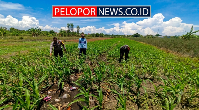 Bukan Sekadar Patroli, Polisi di Bangil Aktif Dampingi Petani Jagung Menuju Panen Maksimal