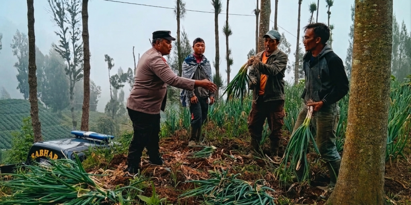 Polsek Tosari Dampingi Petani Bawang, Wujudkan Ketahanan Pangan di Lereng Bromo