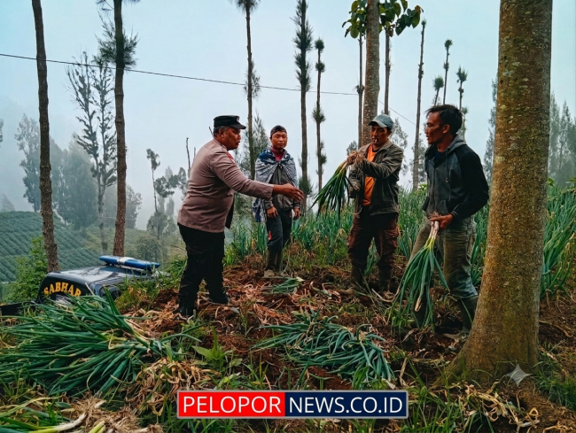 Polsek Tosari Dampingi Petani Bawang, Wujudkan Ketahanan Pangan di Lereng Bromo