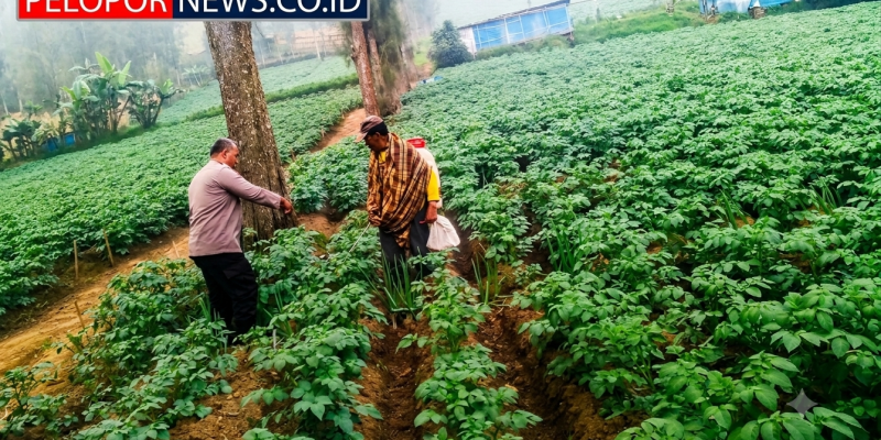 Bhabinkamtibmas Polsek Tosari Intensif Dampingi Petani Kentang Dukung Ketahanan Pangan Nasional