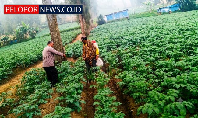 Bhabinkamtibmas Polsek Tosari Intensif Dampingi Petani Kentang Dukung Ketahanan Pangan Nasional