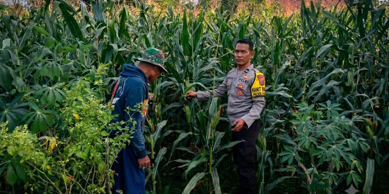 Bhabinkamtibmas Polsek Pasrepan Pantau Tanaman Jagung, Dukung Asta Cita Presiden di Bidang Ketahanan Pangan