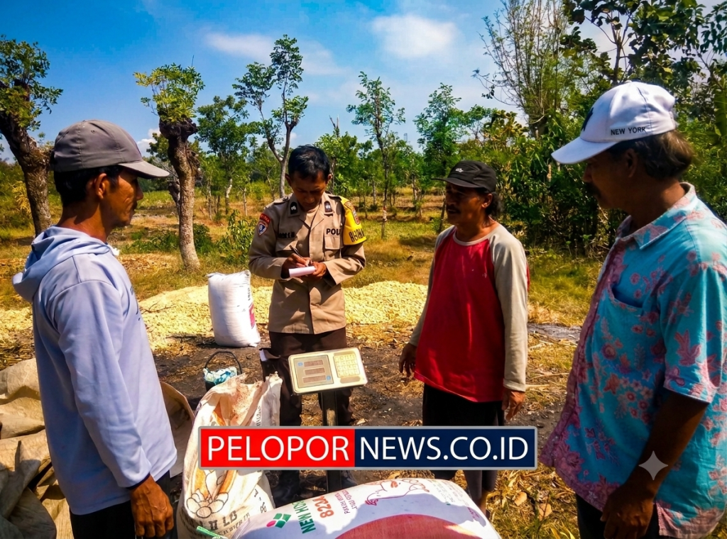 Polisi Dampingi Petani Bantu Distribusi 2,8 Ton Jagung Petani Rebono ke Bulog