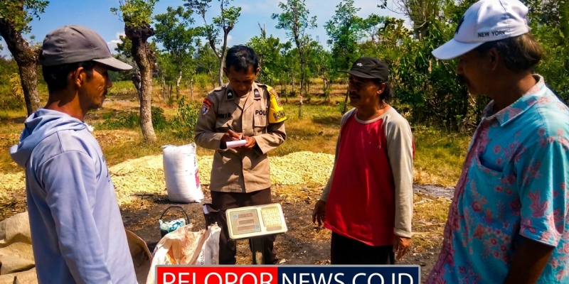 Polisi Dampingi Petani Bantu Distribusi 2,8 Ton Jagung Petani Rebono ke Bulog