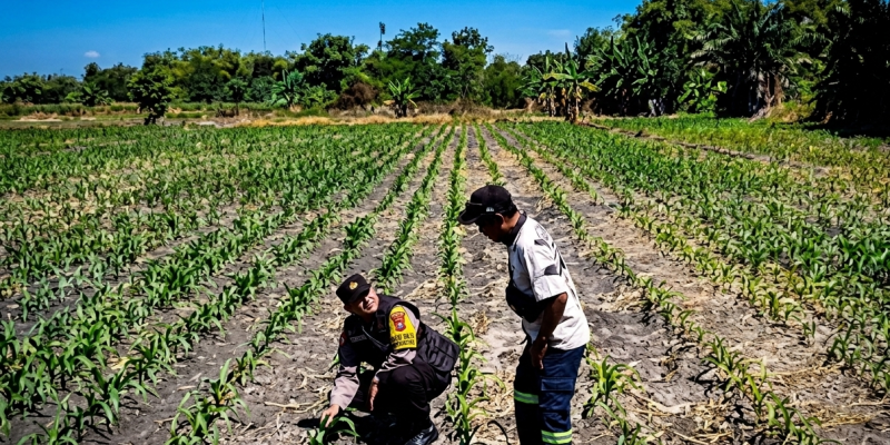 Tanaman Jagung di Siyar Tumbuh Baik, Bhabinkamtibmas Dukung Ketahanan Pangan Bersama Warga