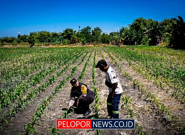 Tanaman Jagung di Siyar Tumbuh Baik, Bhabinkamtibmas Dukung Ketahanan Pangan Bersama Warga