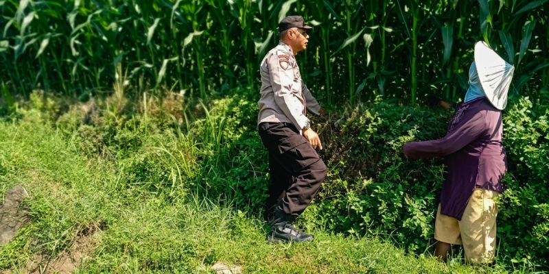 Bhabinkamtibmas Laporkan Tanaman Jagung di Gunting Tumbuh Subur
