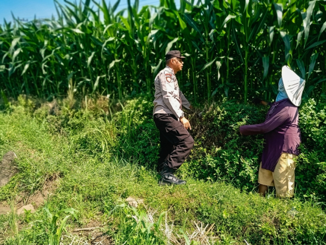 Bhabinkamtibmas Laporkan Tanaman Jagung di Gunting Tumbuh Subur