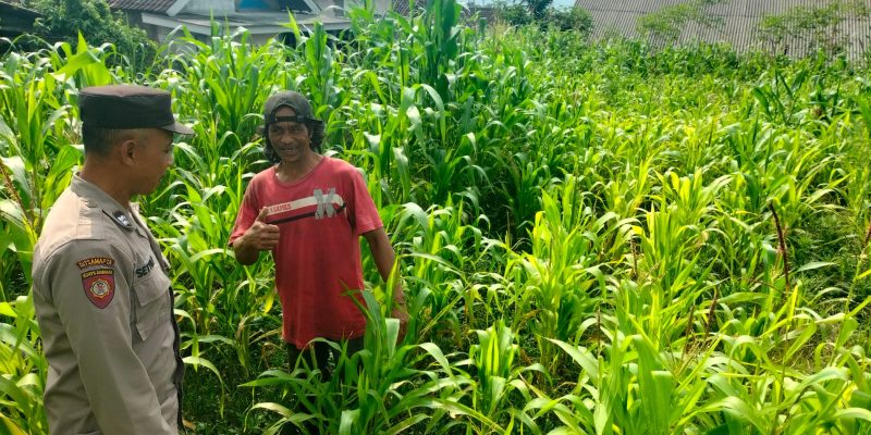 Bukan Sekadar Patroli, Polisi di Tutur Kini Aktif Dampingi Petani Jagung