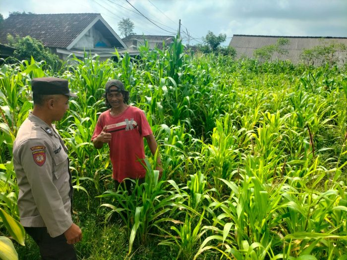 Bukan Sekadar Patroli, Polisi di Tutur Kini Aktif Dampingi Petani Jagung