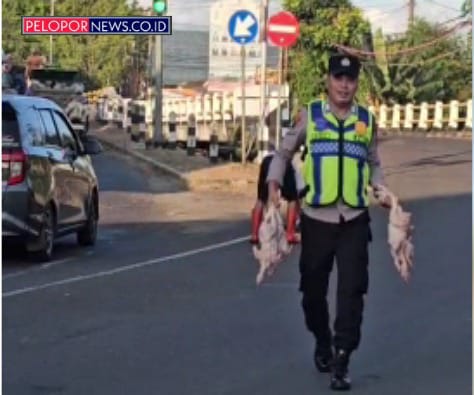 Sigap di Tengah Kesibukan Pagi, Polisi Bantu Punguti Ayam Potong Milik Pengendara Yang Terjatuh