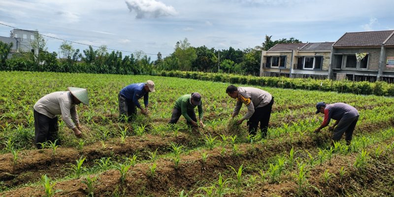 Bhabinkamtibmas Polsek Sukorejo Pantau Pertumbuhan Jagung, Dukung Asta Cita Presiden di Bidang Ketahanan Pangan