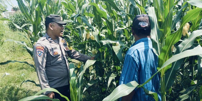 Bhabinkamtibmas Polsek Nongkojajar Ketahanan Pangan Tanaman Jagung di Desa Pungging