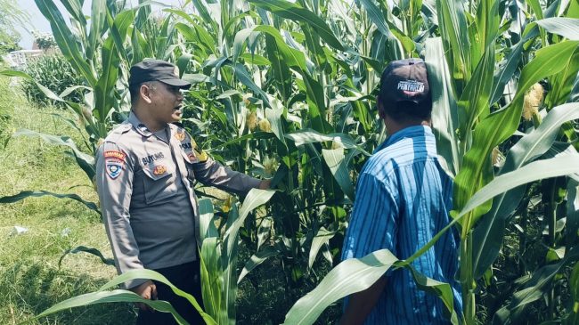 Bhabinkamtibmas Polsek Nongkojajar Ketahanan Pangan Tanaman Jagung di Desa Pungging