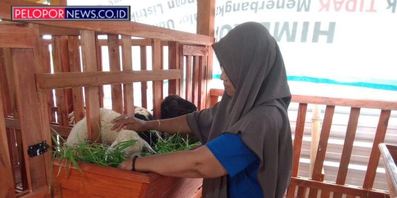 Minim Lahan, DPD TMI Kota Pekalongan Buktikan Ketahanan Pangan Bisa Dimulai dari Kandang Domba