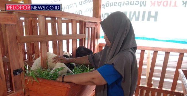 Minim Lahan, DPD TMI Kota Pekalongan Buktikan Ketahanan Pangan Bisa Dimulai dari Kandang Domba