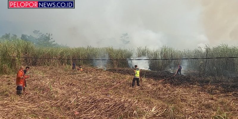 Diduga Dipicu Puntung Rokok, Kebakaran Hanguskan 1 Hektar Kebun Tebu di Kajen