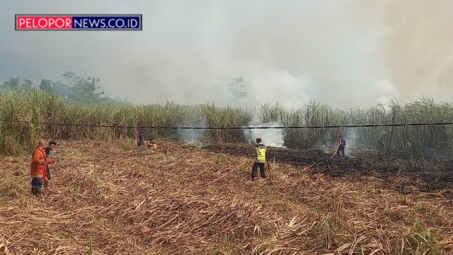 Diduga Dipicu Puntung Rokok, Kebakaran Hanguskan 1 Hektar Kebun Tebu di Kajen