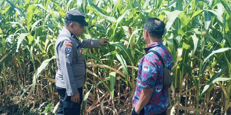 Bhabinkamtibmas Polsek Sukorejo Dorong Petani Optimalkan Lahan Produktif