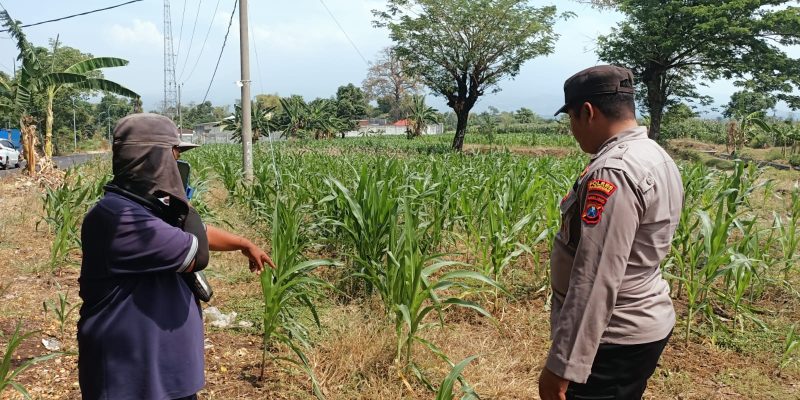 Bhabinkamtibmas Polsek Sukorejo Dorong Ketahanan Pangan Melalui Pemantauan Tanaman Jagung di Desa Lecari