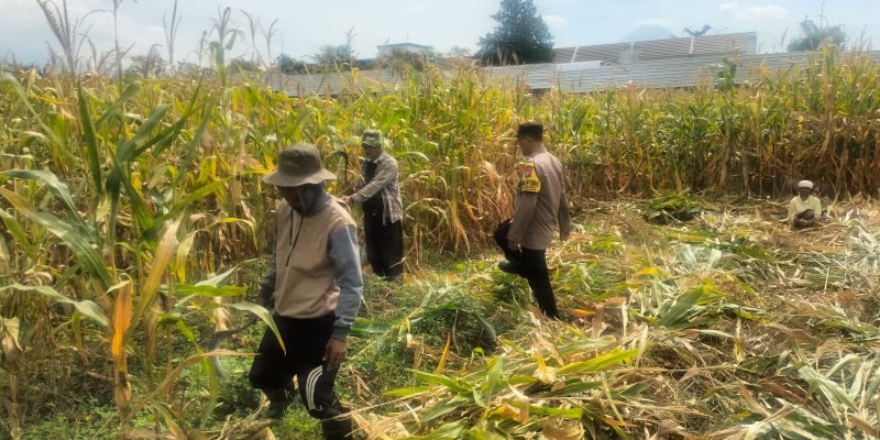 Hasil Panen Jagung di Karangjati Terpantau Baik, Bhabinkamtibmas Dukung Ketahanan Pangan Bersama Petani