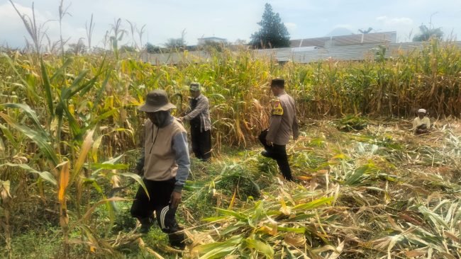 Hasil Panen Jagung di Karangjati Terpantau Baik, Bhabinkamtibmas Dukung Ketahanan Pangan Bersama Petani