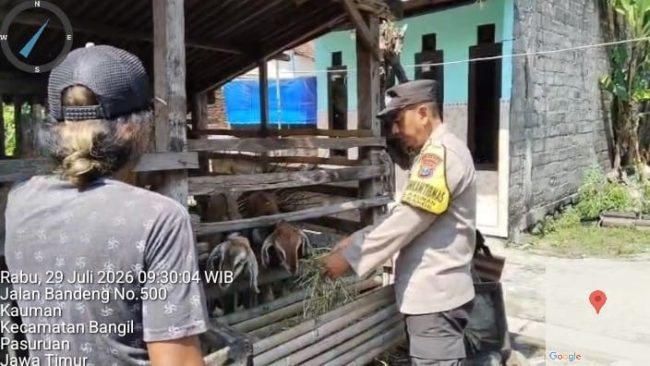 Pantauan Bhabinkamtibmas, Budidaya Kambing di Kauman Tunjukkan Perkembangan Positif