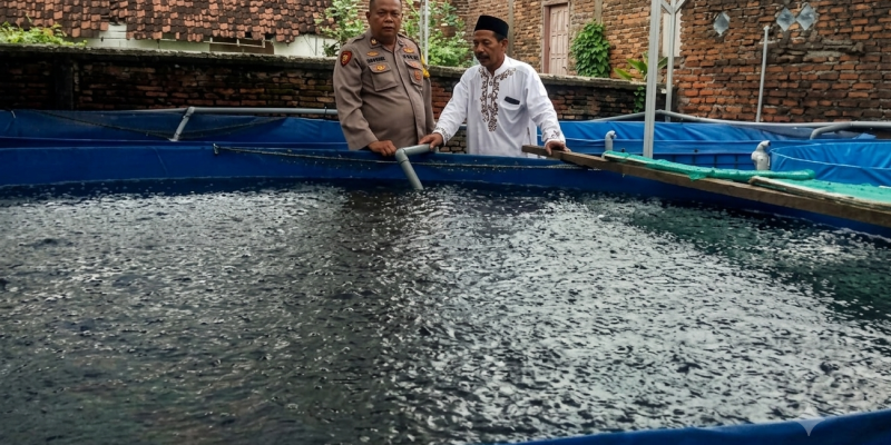 Budidaya Lele Warga Tambakan Berkembang Baik, Bhabinkamtibmas Dukung Program Pekarangan Bergizi